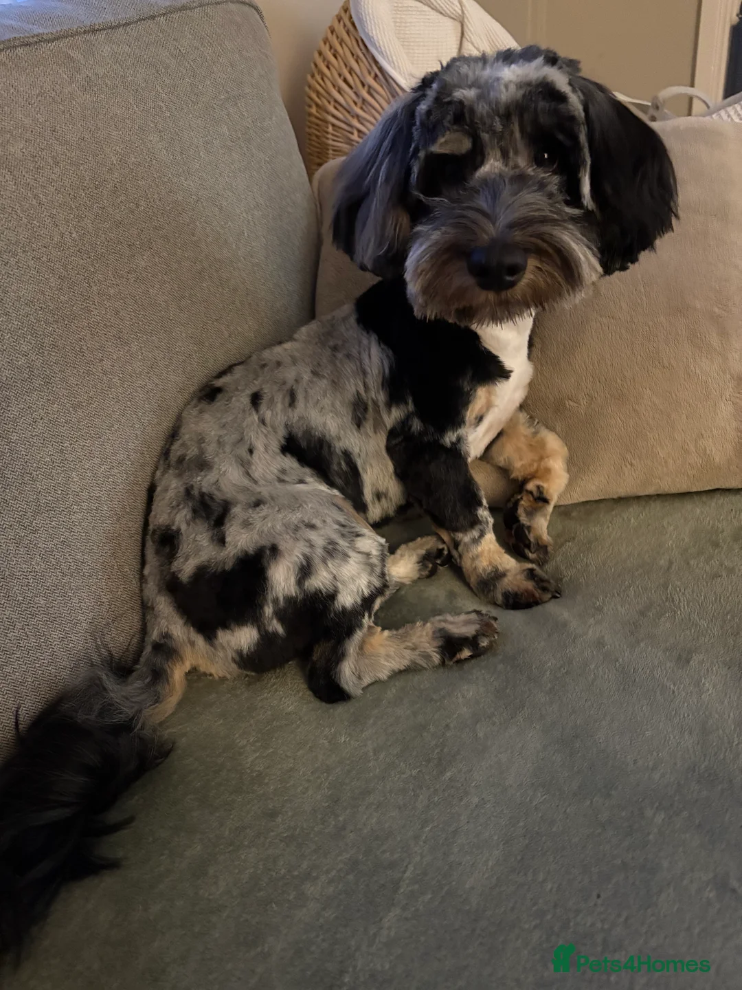 Mixed Breed dogs for sale: Cockerpoo X Jack Russell - Advert 1