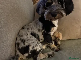 Mixed Breed dogs Cockerpoo X Jack Russell - Advert 3