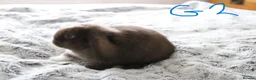 Mini Lop rabbits for sale: Stunning Mini Lop Babies - Advert 19