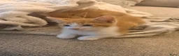 Mixed Breed cats for sale: 7 FLUFFY GINGER KITTENS LOOKING FOR LOVING HOMES in Saint Austell - Advert 3
