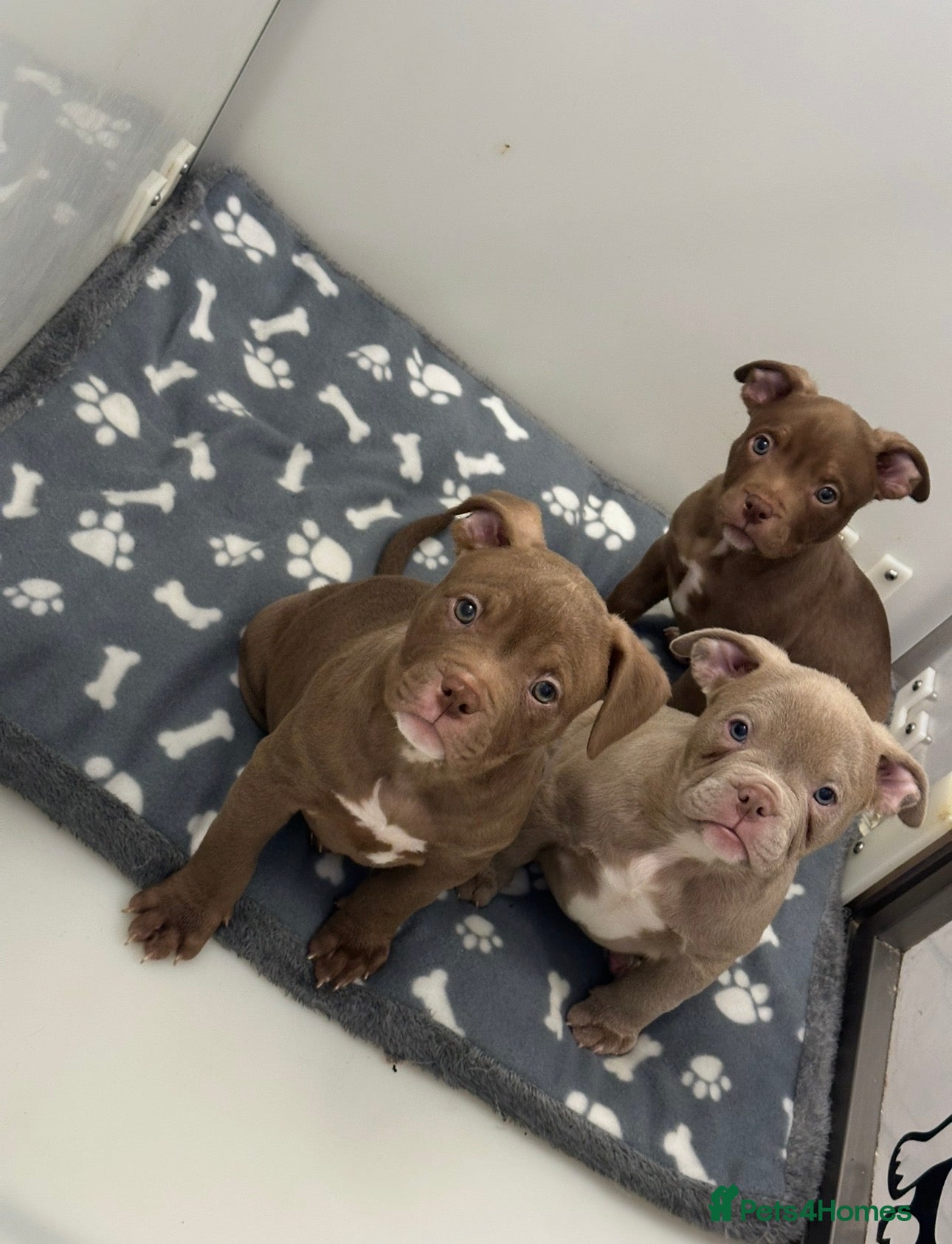 American Bully dogs REDUCED Male & Female Pocket bully import lines - Advert 5