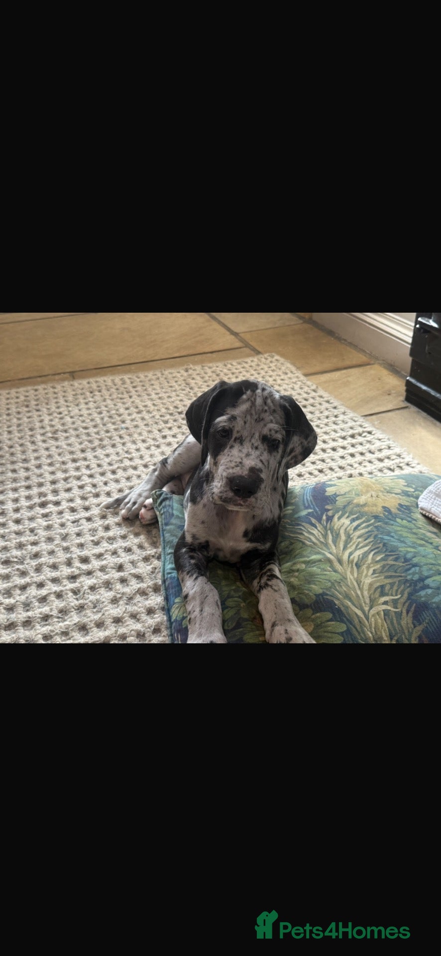 Great Dane dogs Great Dane puppies for sale  - Advert 1