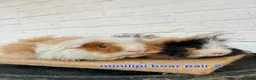 Guinea Pig rodents for sale: Lunkarya  - Advert 17