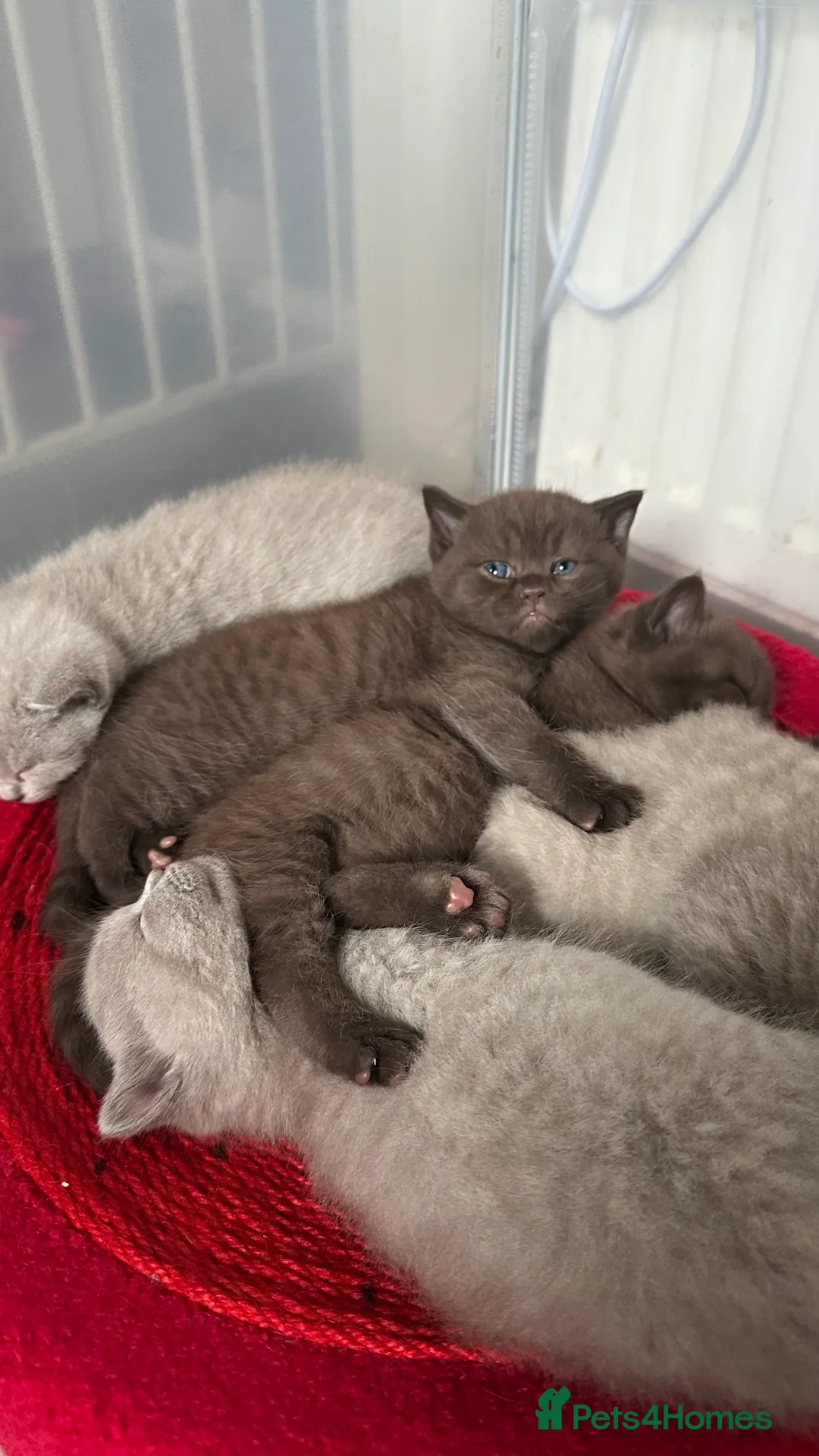 British Shorthair cats for sale: 🍫Chocolate and Lilac TICA Reg British Shorthairs  - Advert 8