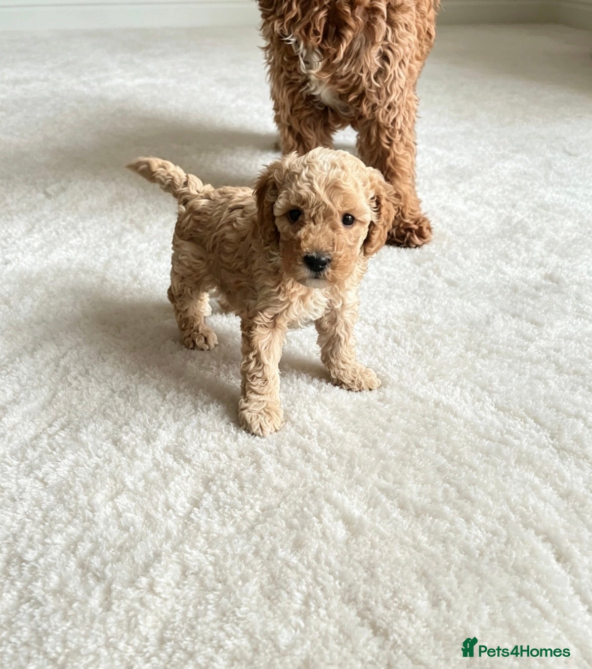 Cockapoo dogs F1b last beautiful bouncy Female puppy  - Advert 14