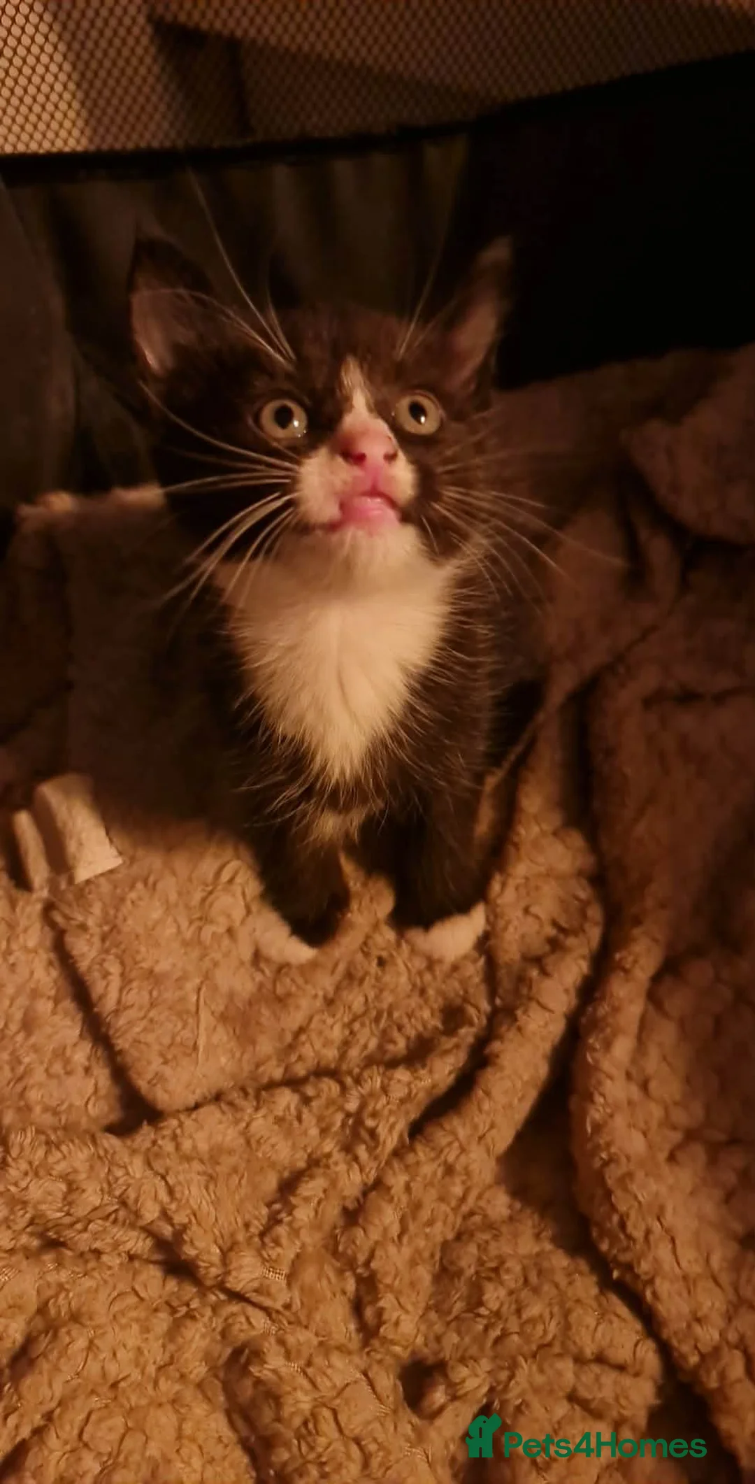 Mixed Breed cats for sale: 3 male kittens  - Advert 2