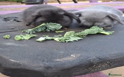 Mini Lop rabbits for sale: Cashmere mini lops ready now  - Image 2