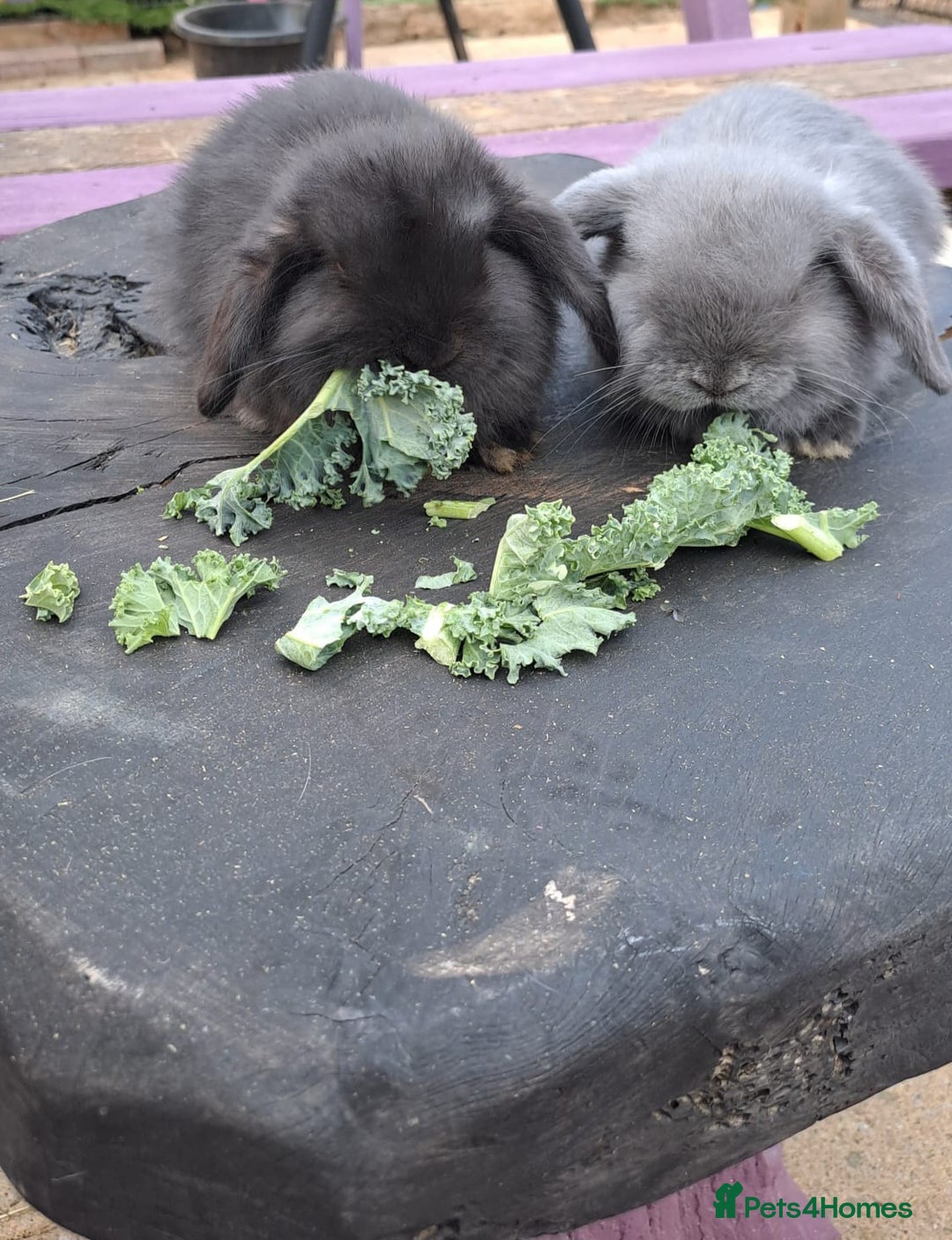 Mini Lop rabbits for sale: Cashmere mini lops ready now  - Image 2