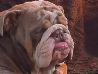 English Bulldog dogs Dahmer for stud - Advert 6