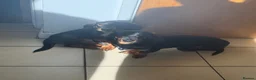 Dachshund dogs for sale: Daisy and bow  in Ipswich - Advert 10