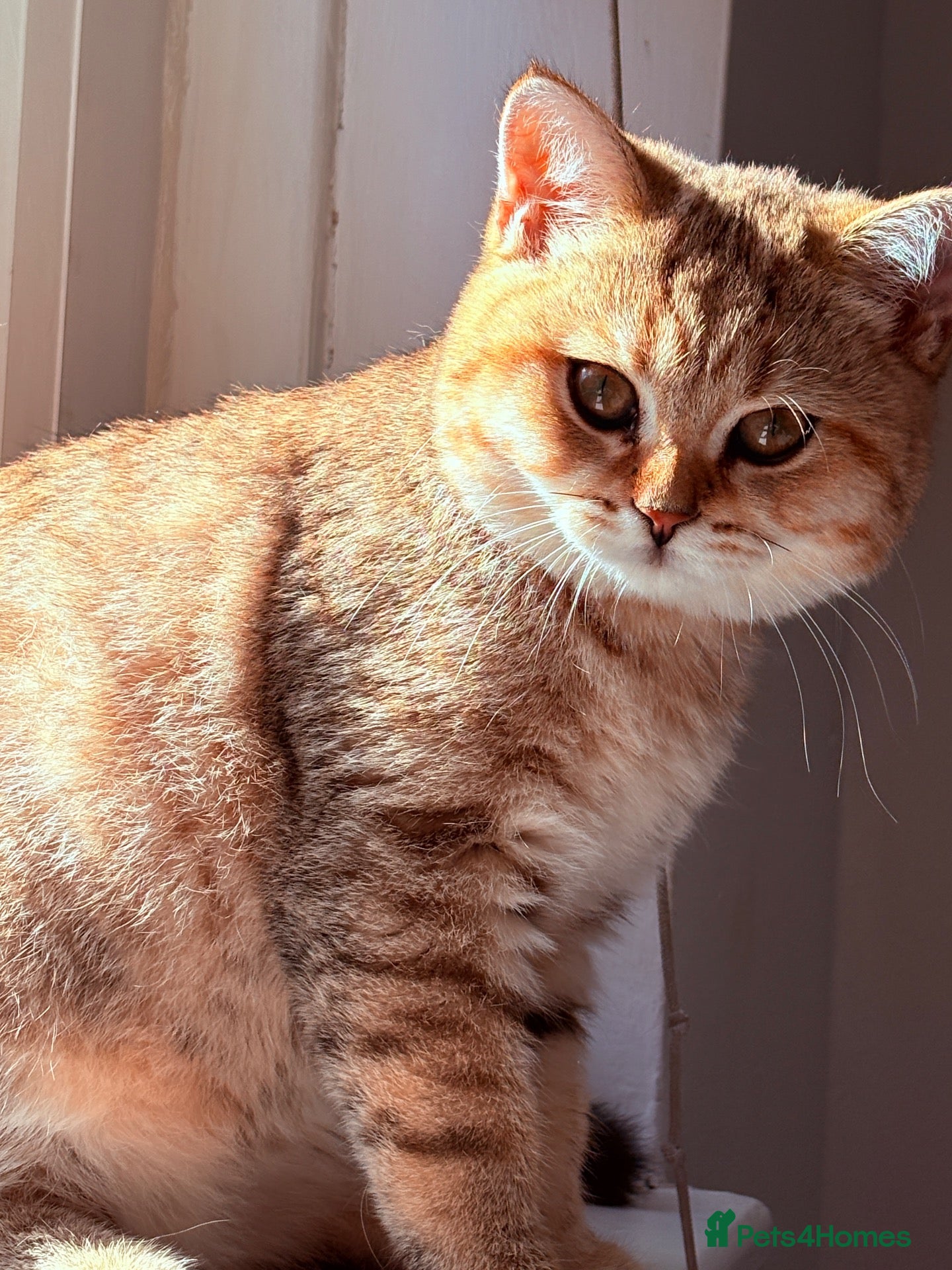 British Shorthair cats Ready Now /GCCF Golden BSH Kittens  - Advert 2