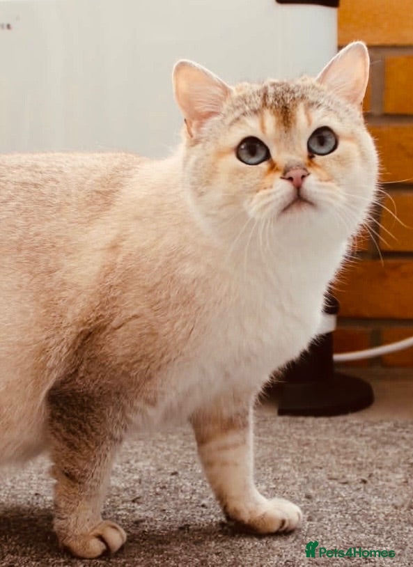 British Shorthair cats British shorthaired  - Advert 1