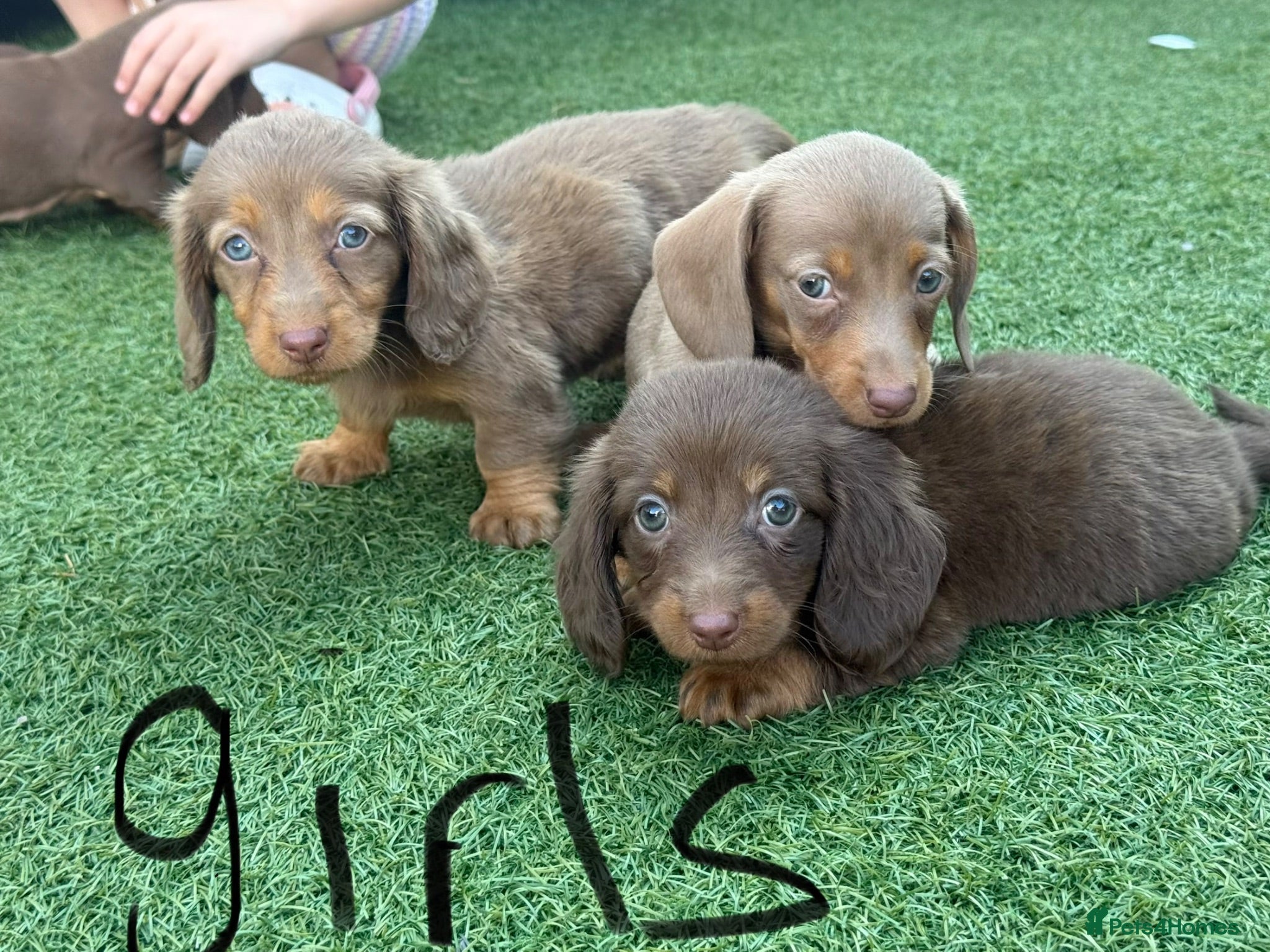 Dachshund dogs Dachshund Puppy’s  - Advert 2