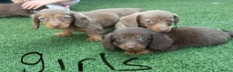 Dachshund dogs for sale: Dachshund Puppy’s  - Advert 3