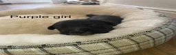Lurcher dogs for sale: Beautiful Lurcher Puppies for Sale - Advert 6