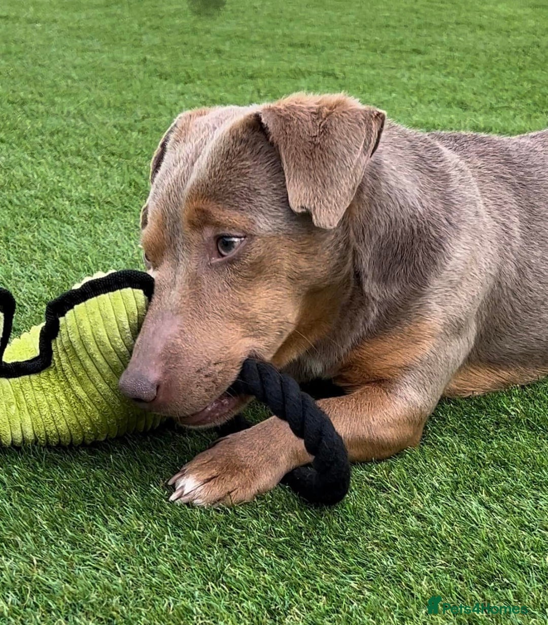 Jack Russell dogs for sale: Lilac and Chocolate Jack Russell Terrier Puppies  - Advert 12