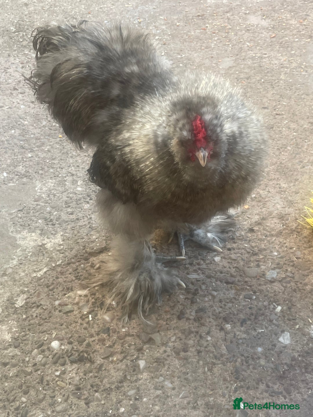 Chickens poultry for sale: FREE silkie cockerel (grey) FREE (20weeks) - Image 5