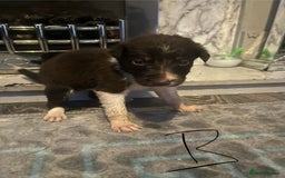 Border Collie dogs for sale: Border collie puppies - Image 29