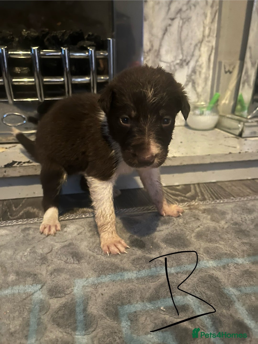 Border Collie dogs for sale: Border collie puppies - Image 29