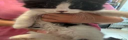 British Longhair cats for sale: 4 kittens british long hair  - Advert 8