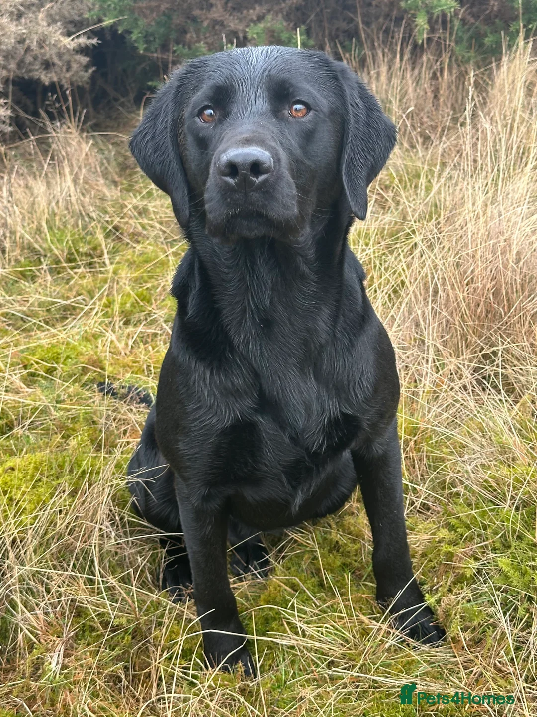 Labrador Retriever dogs for stud: Fully health tested Labrador at stud - Advert 2