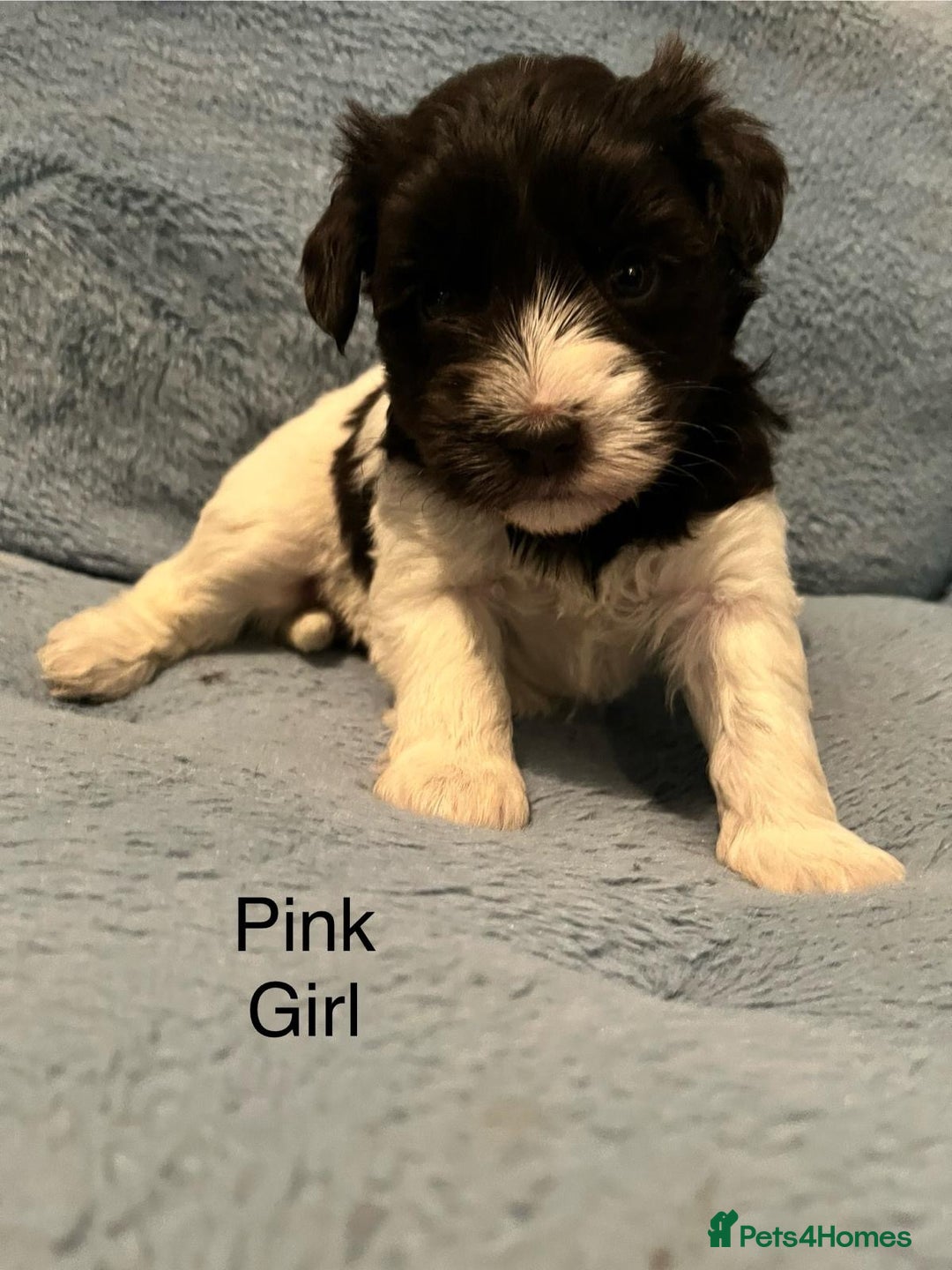 Miniature Schnauzer dogs for sale: OMG ❤️RARE  PEDIGREE PARTI MINIATURE SCHNAUZER  - Advert 17