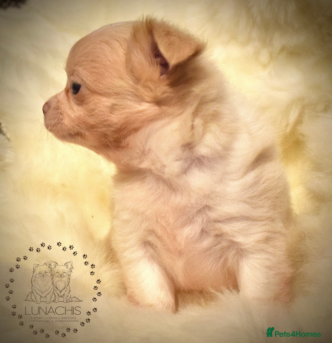 Chihuahua dogs for sale: Stunning chihuahua puppies  - Advert 3