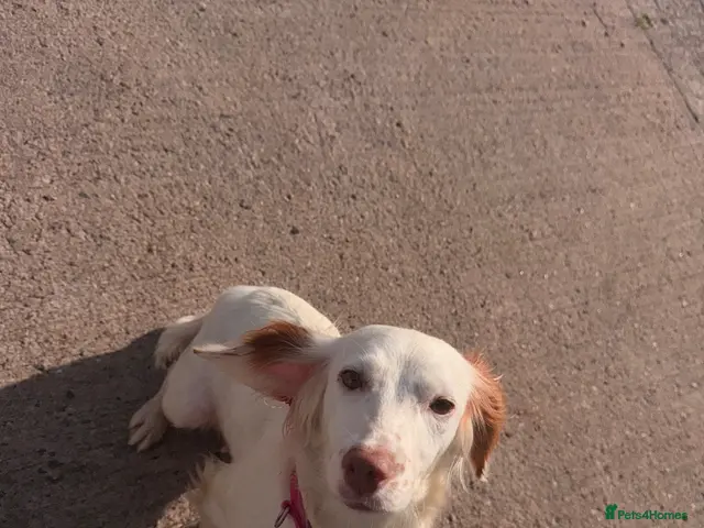 Cocker Spaniel dogs for sale: Cocker spaniel puppies - Advert 15