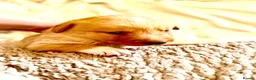 Borador dogs for sale: Fox red Borador puppies  - Advert 25
