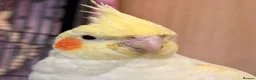 Cockatiels birds for sale: Lutino Cockatiel in Wakefield - Advert 2