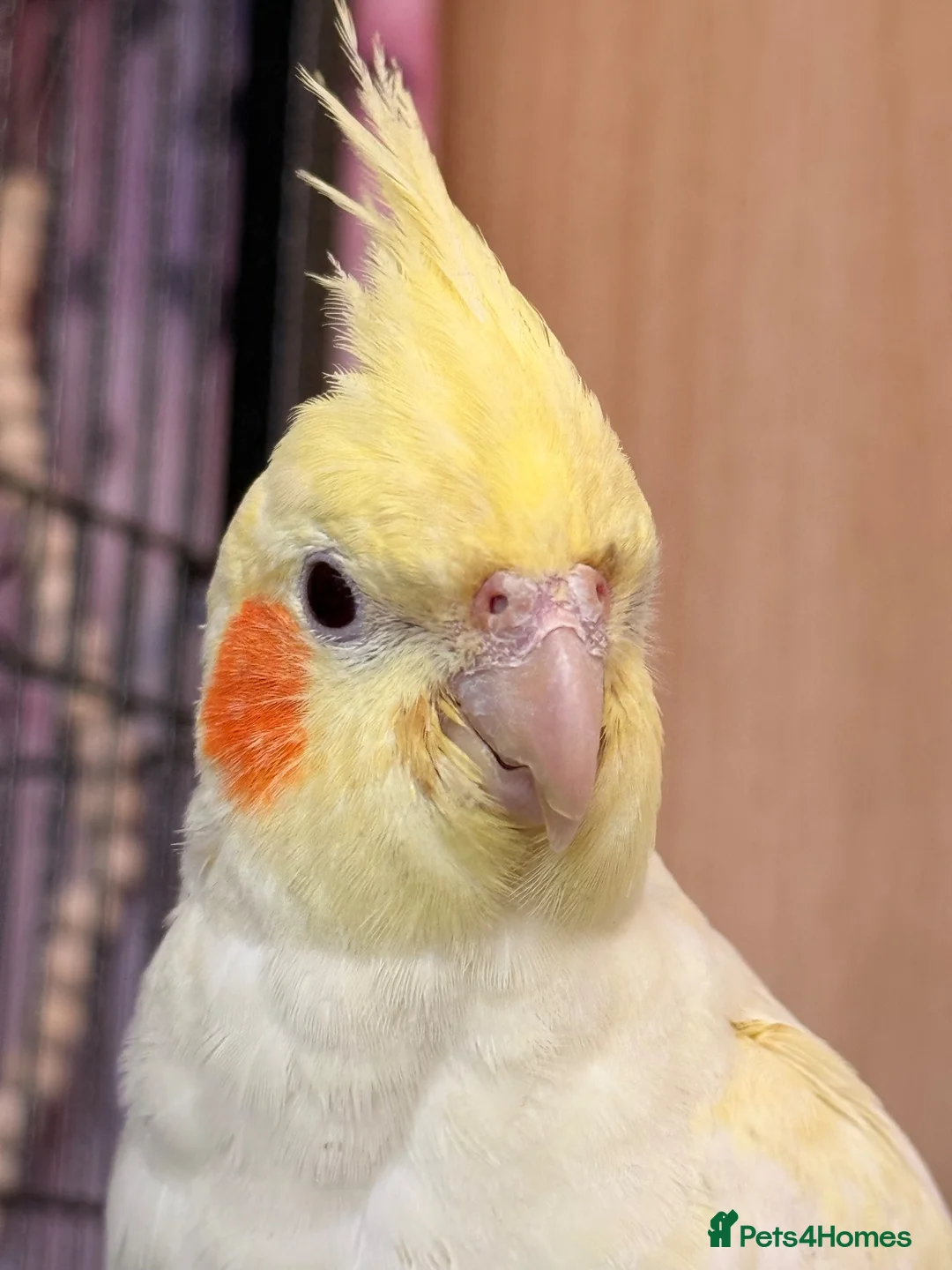 Cockatiels birds for sale: Lutino Cockatiel in Wakefield - Advert 2