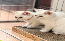 British Shorthair cats for sale: Champion sired Golden Colourpoint Kittens  - Image 8