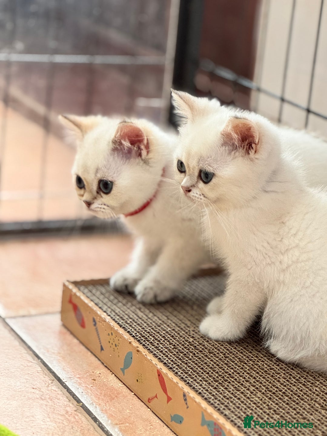 British Shorthair cats for sale: Champion sired Golden Colourpoint Kittens  - Image 8