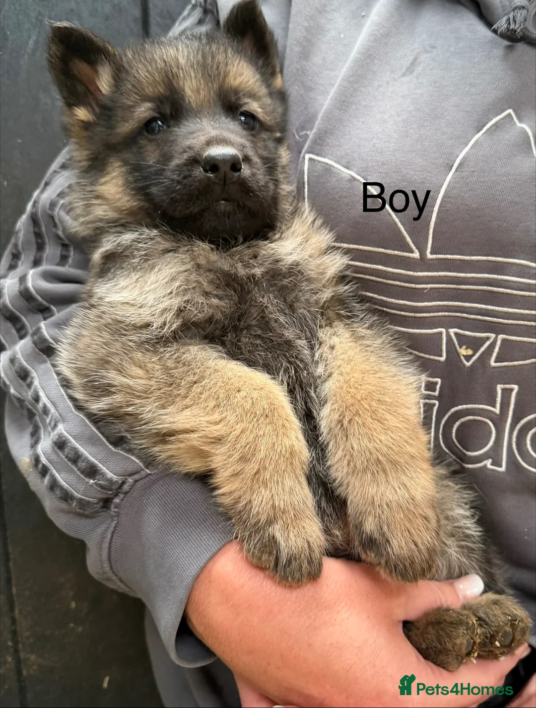German Shepherd dogs for sale: Absolutely stunning Germans shepherd puppies  - Advert 1