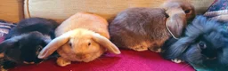 Mixed Breed rabbits for sale: Friendly bunnies ready to go in Southampton - Advert 2