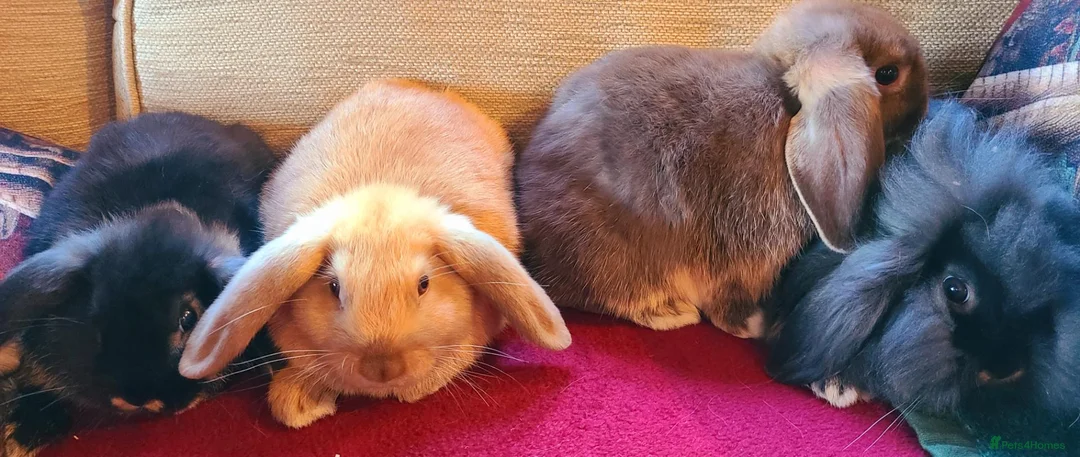 Mixed Breed rabbits for sale: Friendly bunnies ready to go in Southampton - Advert 2