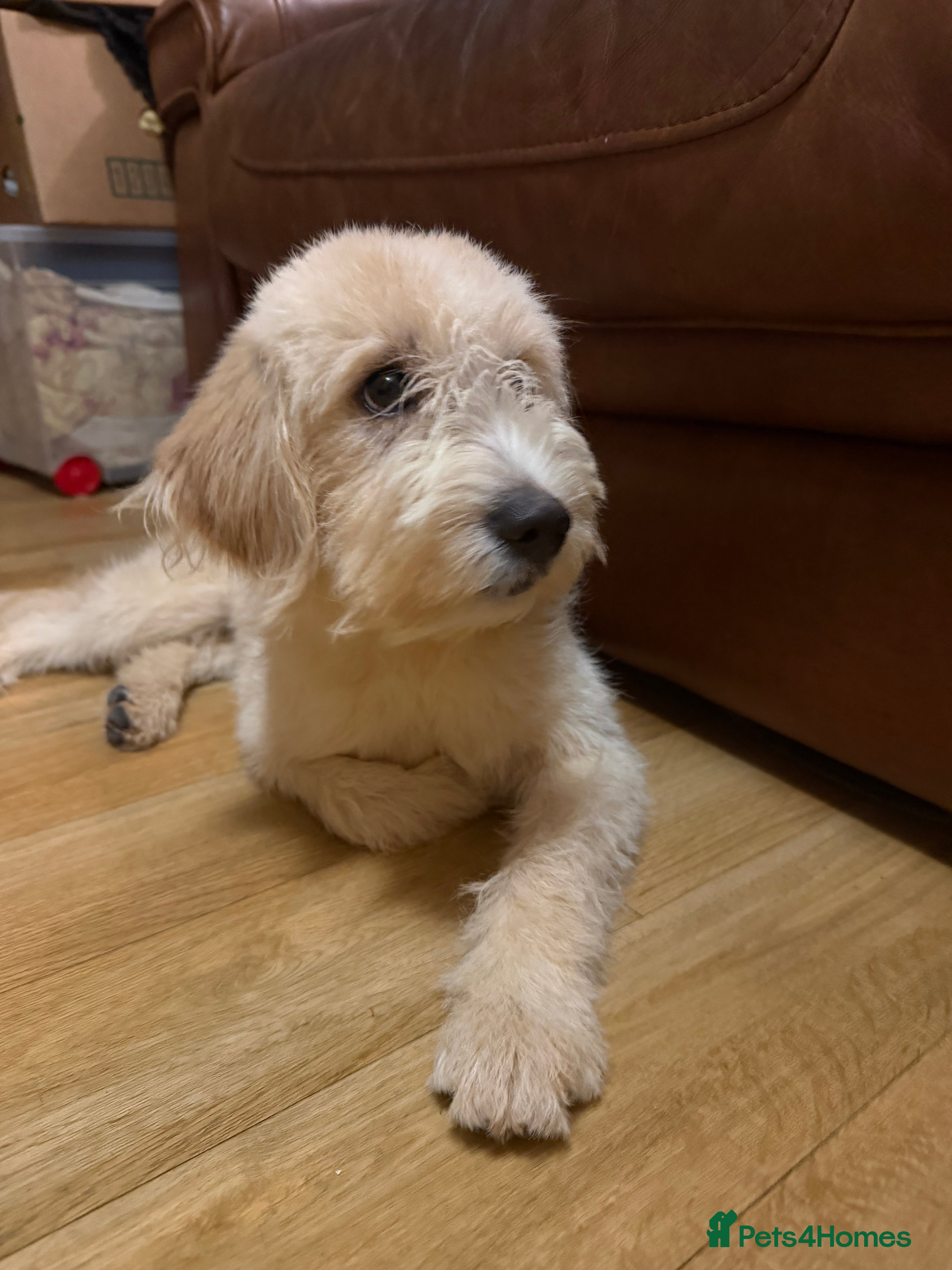 Labradoodle dogs Labradoodle  - Advert 5