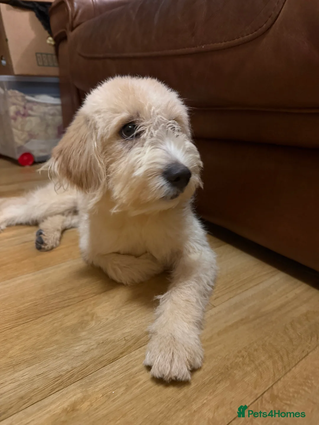 Labradoodle dogs for sale: Labradoodle  - Advert 1