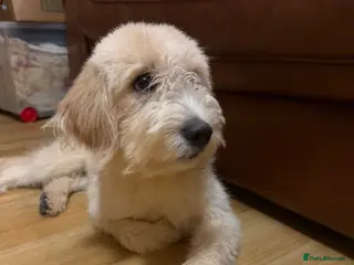 Labradoodle dogs Labradoodle - Advert 3