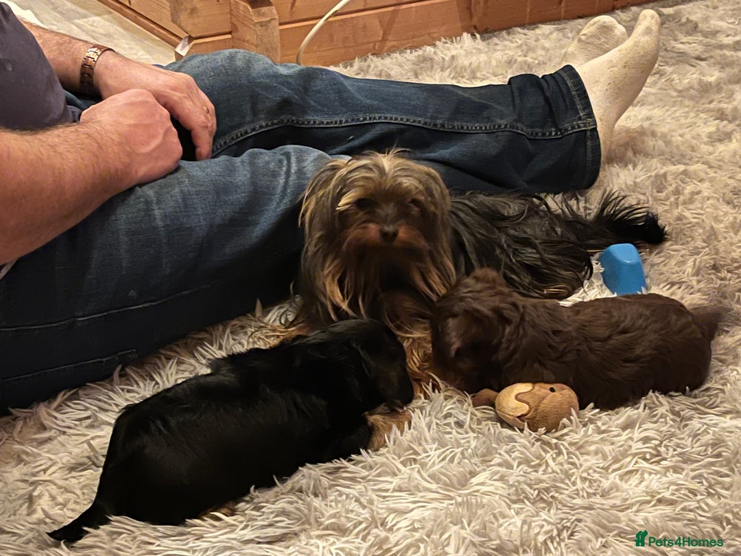Yorkshire Terrier dogs for sale: Yorkshire terrier puppy’s  - Advert 4