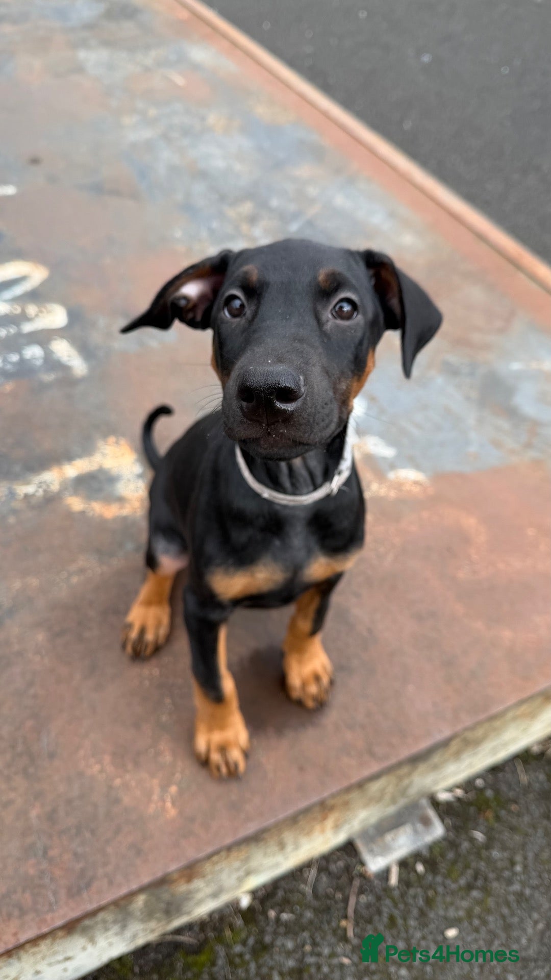 Dobermann dogs 1 FEMALE READY TO LEAVE NOW!! | Doberman pups!  - Advert 5