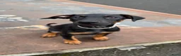 Dobermann dogs for sale: 1 FEMALE READY TO LEAVE NOW!! | Doberman pups!  - Advert 1