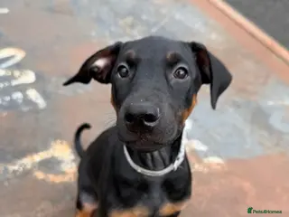 Dobermann dogs 1 FEMALE READY TO LEAVE NOW!! | Doberman pups! - Advert 5