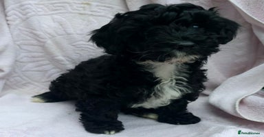 Maltipoo dogs - Advert 4