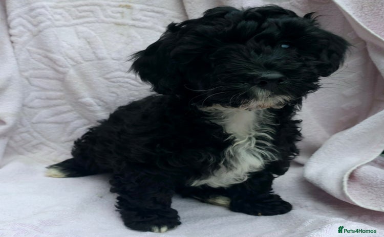 Maltipoo dogs - Advert 3