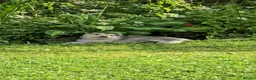 Northern Inuit dogs for sale: Northern Inuit puppies  in Inverness - Advert 5