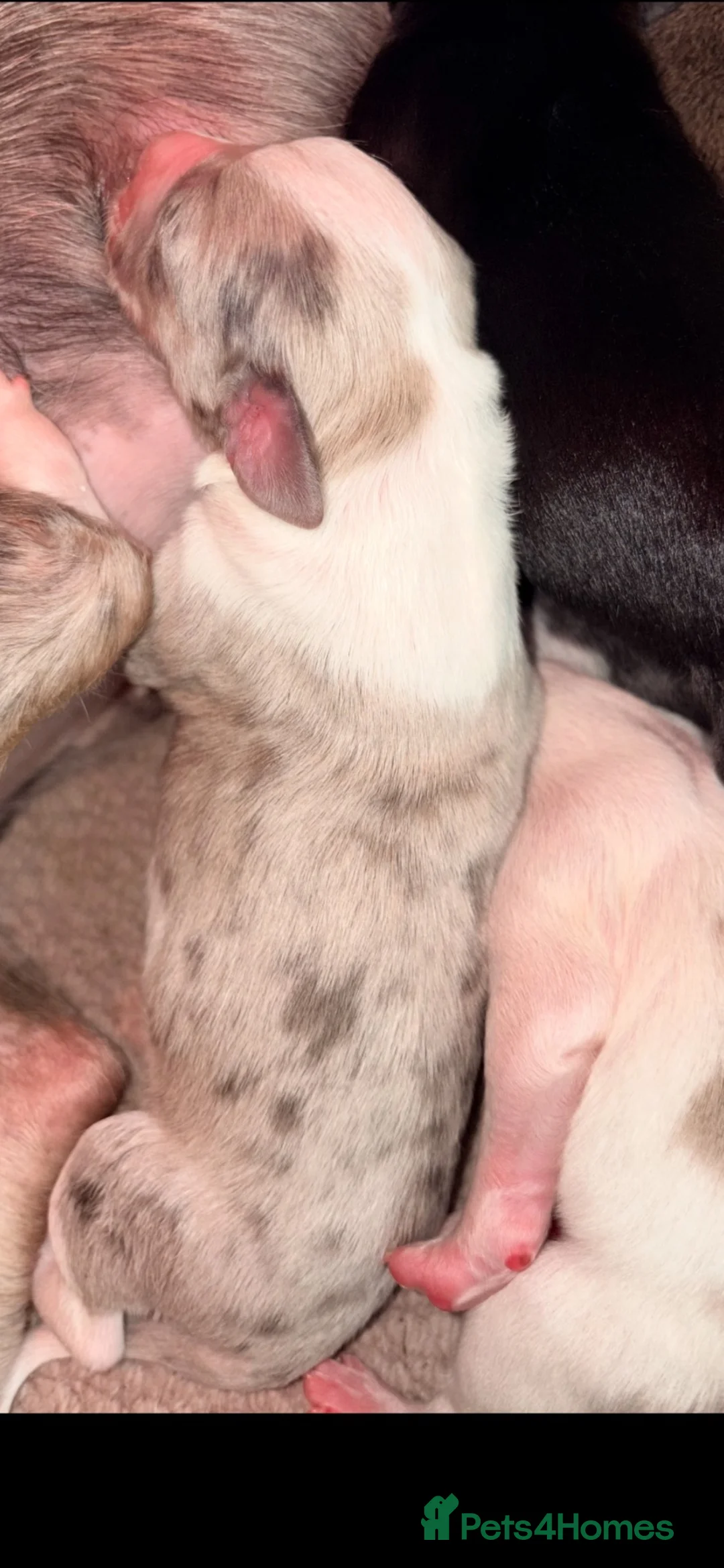 Lurcher dogs for sale: Lurcher puppies  - Advert 12