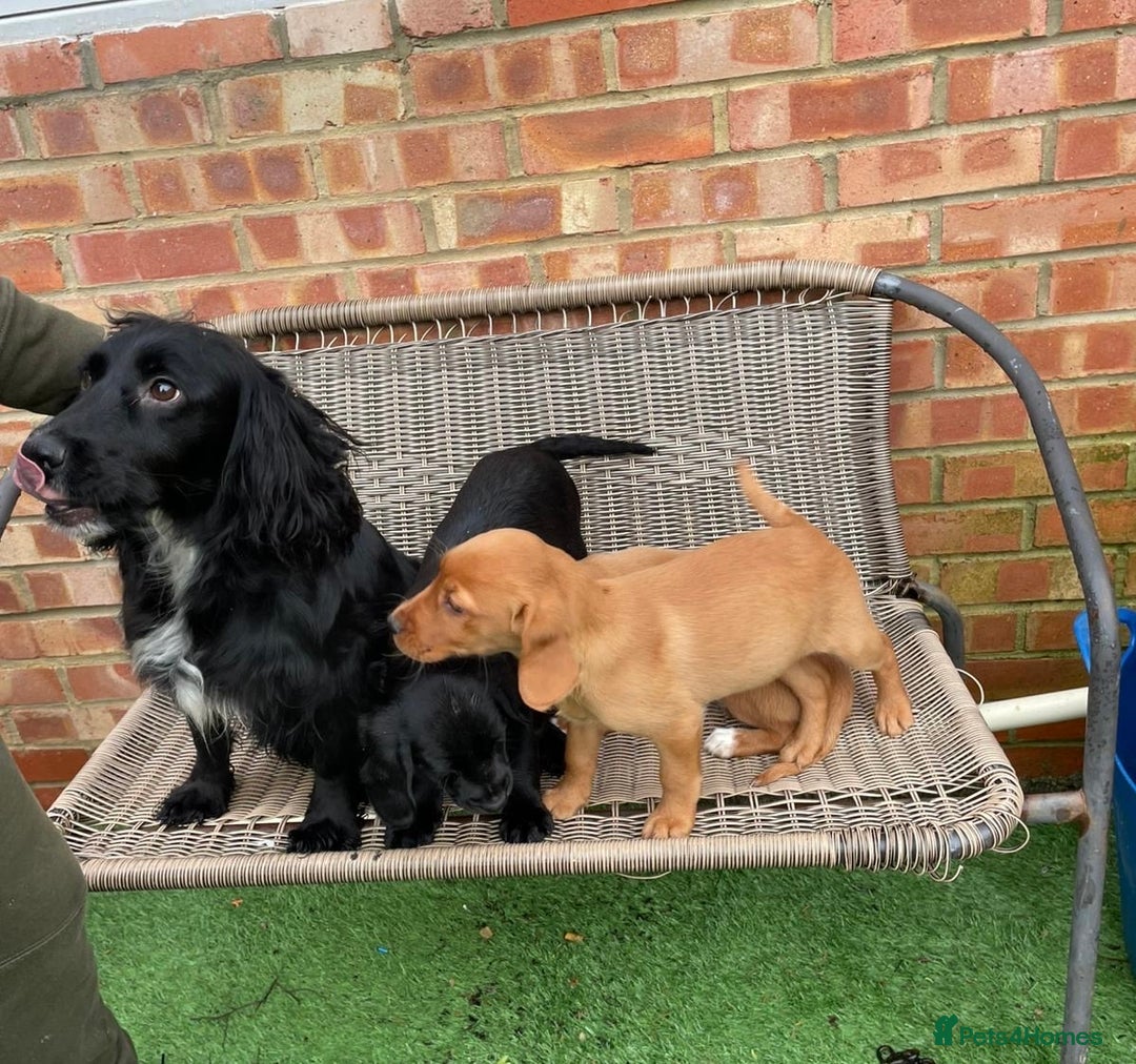 Cockerdor dogs for sale: Beautiful Cockerdor Puppies for Sale 🩷🩵 9 WEEKS - Advert 3