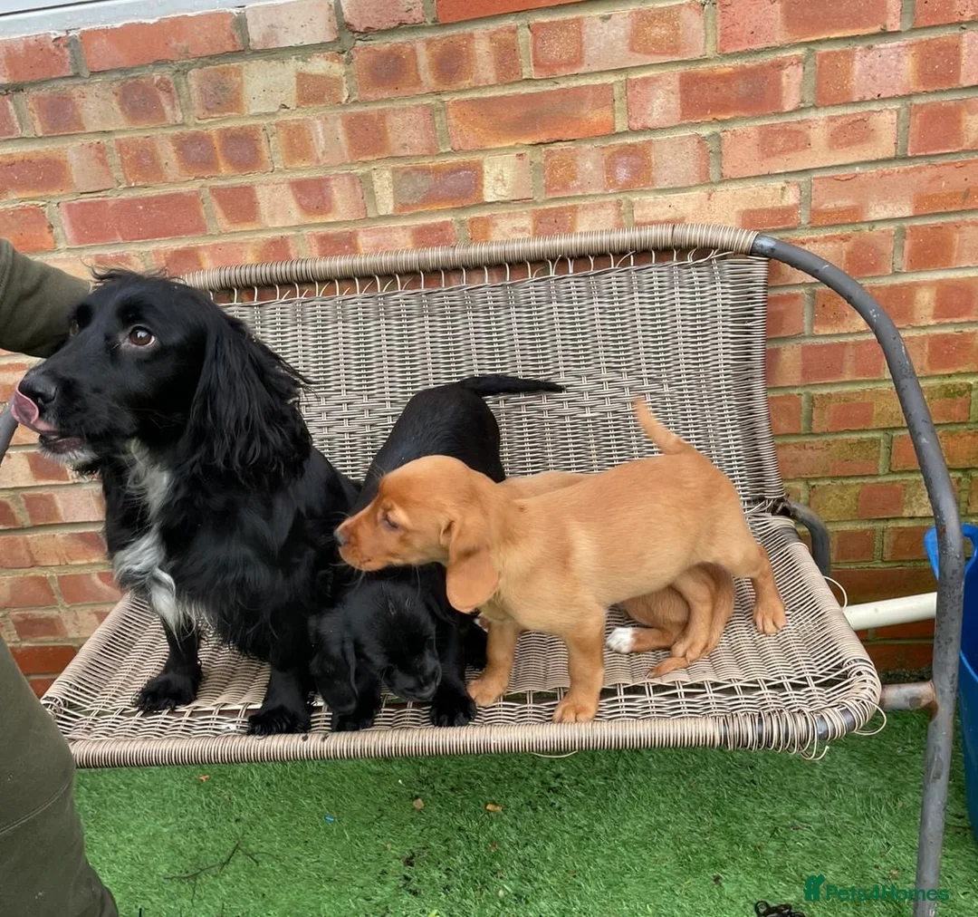 Cockerdor dogs for sale: Beautiful Cockerdor Puppies for Sale 🩷🩵 15 WEEKS - Advert 2