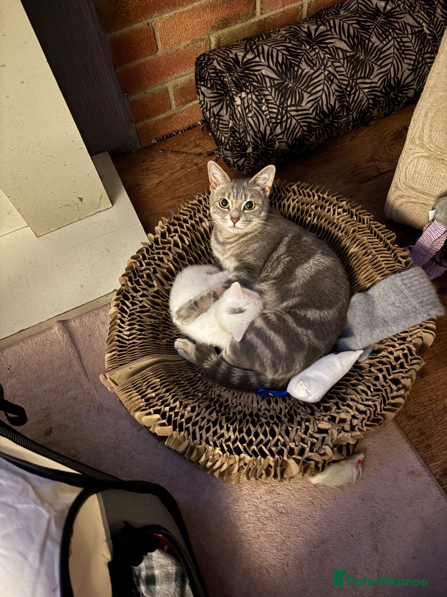 Mixed Breed cats for sale: 3 male kittens  in Letchworth Garden City - Advert 1